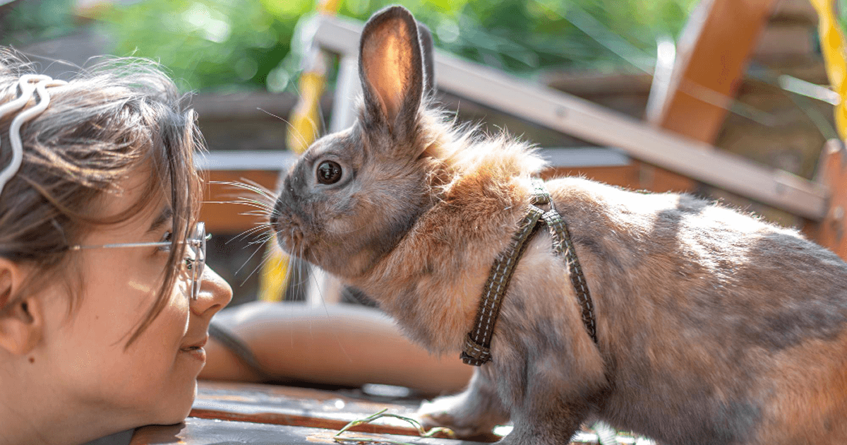 Kisállatválasztás